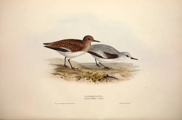 Illustration of a bird. The birds of Europe.