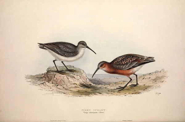 Illustration Oiseau Les Oiseaux Europe — Photo