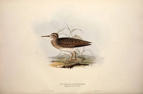 Illustration of a bird. The birds of Europe.