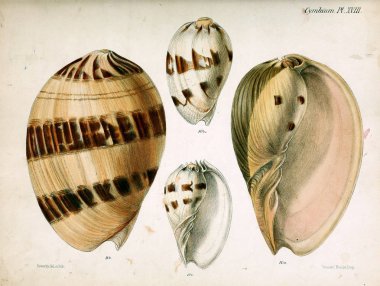Deniz kabuklarını Illustration. Conchologia iconica veya kabukları molluscous hayvan çizimleri.