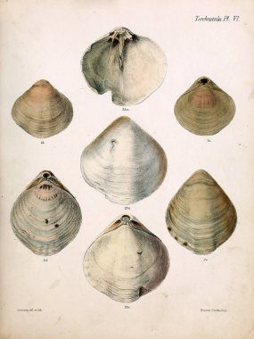 Deniz kabuklarını Illustration. Conchologia iconica veya kabukları molluscous hayvan çizimleri.