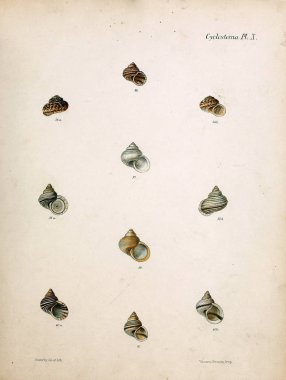 Deniz kabuklarını Illustration. Conchologia iconica veya kabukları molluscous hayvan çizimleri.