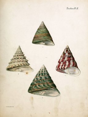 Deniz kabuklarını Illustration. Conchologia iconica veya kabukları molluscous hayvan çizimleri.