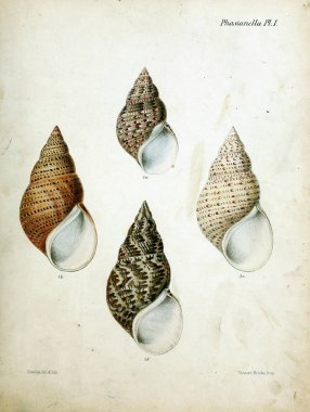 Deniz kabuklarını Illustration. Conchologia iconica veya kabukları molluscous hayvan çizimleri.