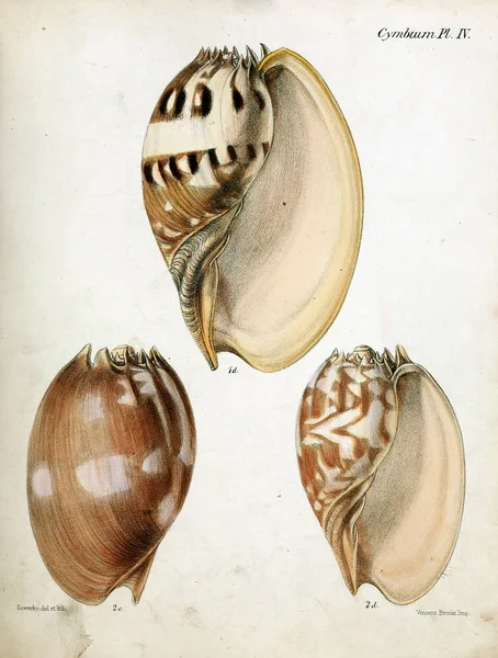 Illustratie Van Schelpen Conchologia Iconica Illustraties Van Schelpen Van Molluscous — Stockfoto