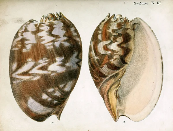 贝壳的例证 Conchologia Iconica Molluscous 动物的贝壳的插图 — 图库照片