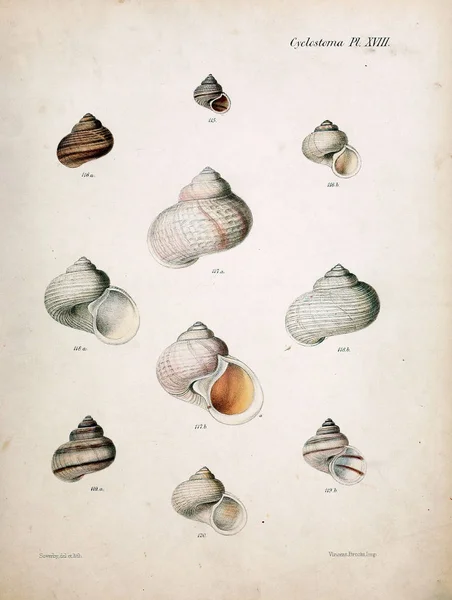 조개의 그림입니다 Conchologia Iconica Molluscous 동물의 포탄의 — 스톡 사진