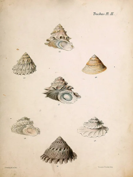 조개의 그림입니다 Conchologia Iconica Molluscous 동물의 포탄의 — 스톡 사진