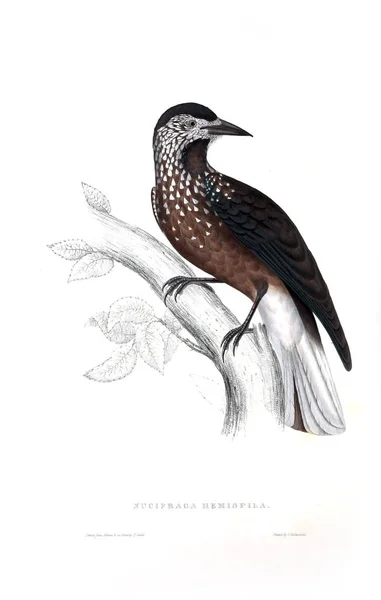 Illustrazione Uccello Secolo Uccelli Dalle Montagne Dell Himalaya — Foto Stock