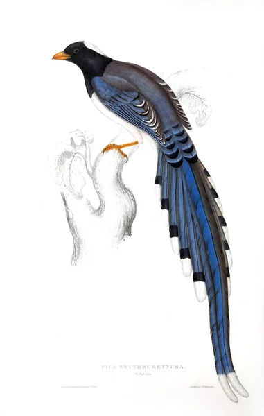 Illustration Eines Vogels Ein Jahrhundert Vögel Aus Dem Himalaya Gebirge — Stockfoto