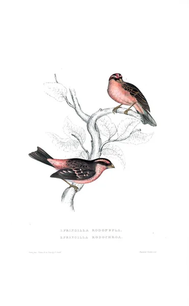 Illustration Oiseau Siècle Oiseaux Des Montagnes Himalaya — Photo