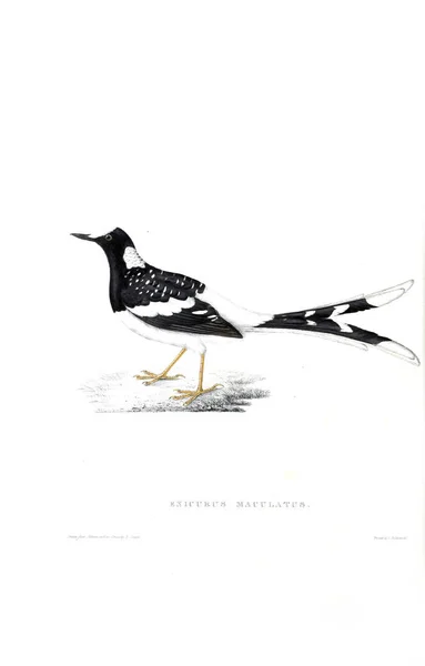 Illustrazione Uccello Secolo Uccelli Dalle Montagne Dell Himalaya — Foto Stock