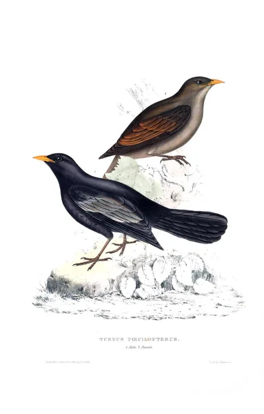 Illustration of a bird. A century of birds from the Himalaya Mountains.