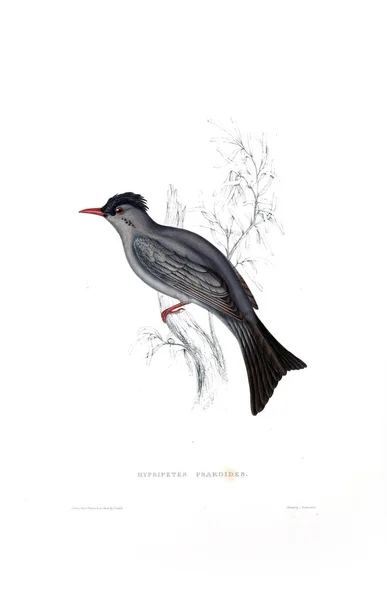 Illustration Bird Century Birds Himalaya Mountains — Stock Photo, Image