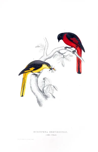 Illustration Oiseau Siècle Oiseaux Des Montagnes Himalaya — Photo