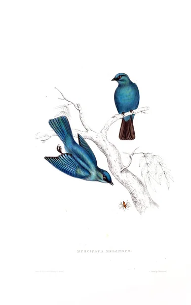 Ilustração Pássaro Século Pássaros Das Montanhas Himalaia — Fotografia de Stock