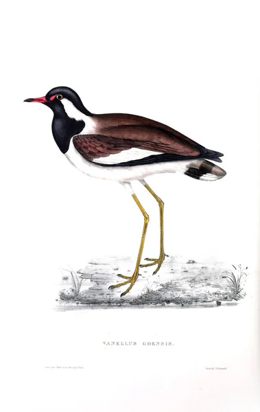 Εικονογράφηση Ενός Πουλιού Ένας Αιώνας Των Πτηνών Από Ιμαλάια Όρη — Φωτογραφία Αρχείου