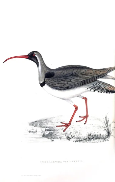 Ilustração Pássaro Século Pássaros Das Montanhas Himalaia — Fotografia de Stock