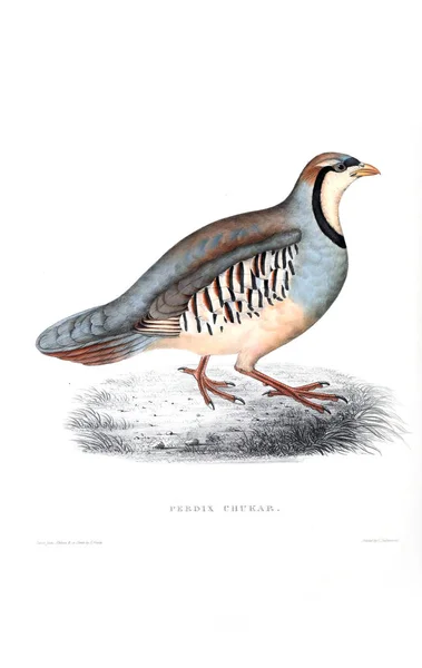 Bir Kuş Illustration Himalaya Dağları Kuşlar Yüzyıllık — Stok fotoğraf