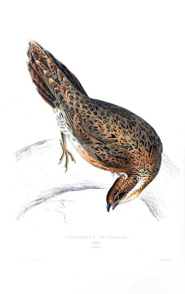 Illustration Oiseau Siècle Oiseaux Des Montagnes Himalaya — Photo