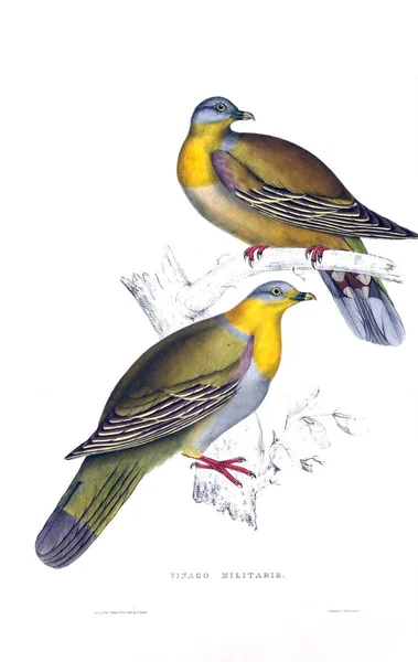 鳥のイラスト ヒマラヤ山脈からの鳥の世紀 — ストック写真