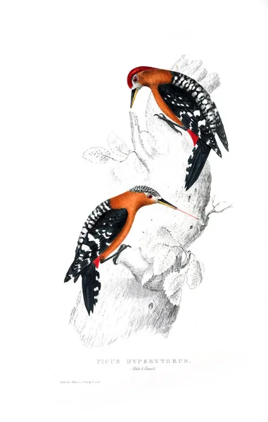 Bir Kuş Illustration Himalaya Dağları Kuşlar Yüzyıllık — Stok fotoğraf