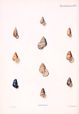 Deniz kabuklarını Illustration. Conchologia iconica veya kabukları molluscous hayvan çizimleri.
