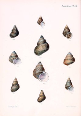 Deniz kabuklarını Illustration. Conchologia iconica veya kabukları molluscous hayvan çizimleri.