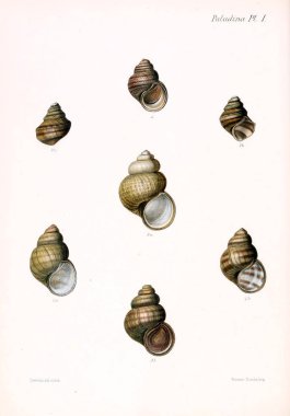 Deniz kabuklarını Illustration. Conchologia iconica veya kabukları molluscous hayvan çizimleri.