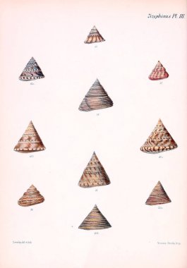 Deniz kabuklarını Illustration. Conchologia iconica veya kabukları molluscous hayvan çizimleri.