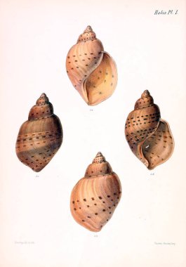 Deniz kabuklarını Illustration. Conchologia iconica veya kabukları molluscous hayvan çizimleri.