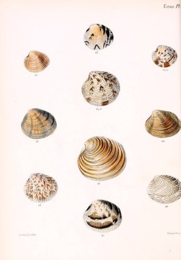 Deniz kabuklarını Illustration. Conchologia iconica veya kabukları molluscous hayvan çizimleri.
