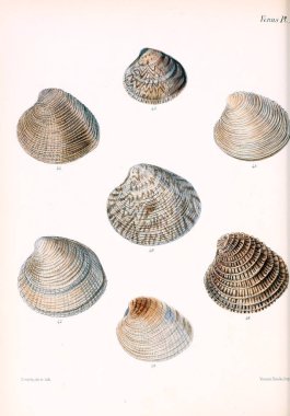 Deniz kabuklarını Illustration. Conchologia iconica veya kabukları molluscous hayvan çizimleri.