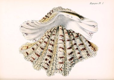 Deniz kabuklarını Illustration. Conchologia iconica veya kabukları molluscous hayvan çizimleri.