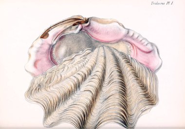 Deniz kabuklarını Illustration. Conchologia iconica veya kabukları molluscous hayvan çizimleri.