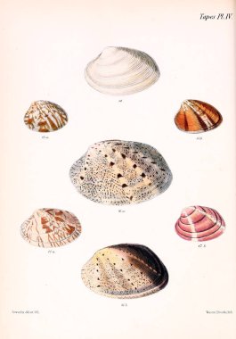 Deniz kabuklarını Illustration. Conchologia iconica veya kabukları molluscous hayvan çizimleri.