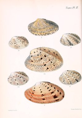 Deniz kabuklarını Illustration. Conchologia iconica veya kabukları molluscous hayvan çizimleri.