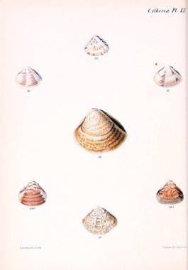 Deniz kabuklarını Illustration. Conchologia iconica veya kabukları molluscous hayvan çizimleri.