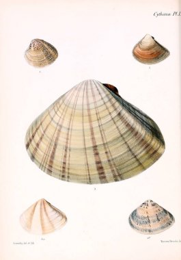 Deniz kabuklarını Illustration. Conchologia iconica veya kabukları molluscous hayvan çizimleri.