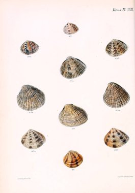 Deniz kabuklarını Illustration. Conchologia iconica veya kabukları molluscous hayvan çizimleri.