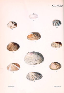 Deniz kabuklarını Illustration. Conchologia iconica veya kabukları molluscous hayvan çizimleri.