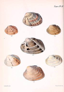 Deniz kabuklarını Illustration. Conchologia iconica veya kabukları molluscous hayvan çizimleri.