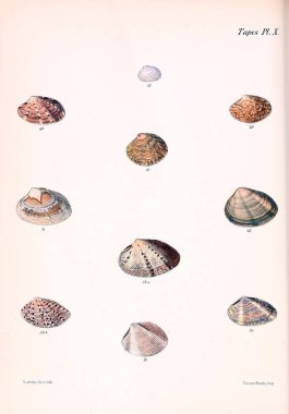 Deniz kabuklarını Illustration. Conchologia iconica veya kabukları molluscous hayvan çizimleri.