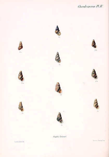 Εικονογράφηση Κοχύλια Conchologia Iconica Εικόνες Από Κελύφη Των Molluscous Ζώων — Φωτογραφία Αρχείου
