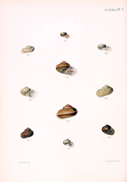 Illustration Snäckskal Conchologia Iconica Eller Illustrationer Skal Molluscous Djur — Stockfoto