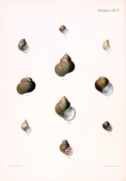 Illustration Seashells Conchologia Iconica Illustrations Shells Molluscous Animal — Stock Photo, Image