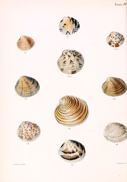 조개의 그림입니다 Conchologia Iconica Molluscous 동물의 포탄의 — 스톡 사진