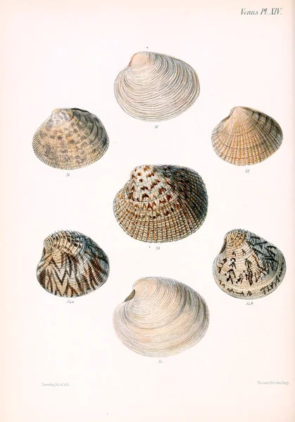 Illustration Coquillages Conchologia Iconica Illustrations Des Coquilles Animaux Mollusques — Photo