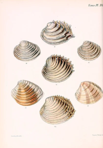 Ilustracja Muszelek Conchologia Iconica Lub Ilustracje Muszli Molluscous Zwierząt — Zdjęcie stockowe