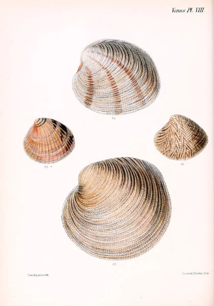 Illustrazione Delle Conchiglie Conchologia Iconica Illustrazioni Delle Conchiglie Molluschi — Foto Stock